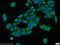 RRP6 antibody, 16731-1-AP, Proteintech Group, Immunofluorescence image 