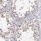 Bromodomain-containing protein 1 antibody, HPA000807, Atlas Antibodies, Immunohistochemistry frozen image 