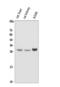 DIO1 antibody, A04612, Boster Biological Technology, Western Blot image 
