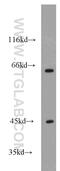 Rho guanine nucleotide exchange factor 25 antibody, 14839-1-AP, Proteintech Group, Western Blot image 