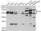 Platelet glycoprotein 4 antibody, TA332917, Origene, Western Blot image 