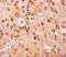 C1q And TNF Related 4 antibody, 3567, ProSci, Immunohistochemistry frozen image 