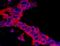 Protein CASC3 antibody, A302-472A, Bethyl Labs, Immunohistochemistry frozen image 
