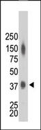 Creatine kinase M-type antibody, AP13641PU-N, Origene, Western Blot image 