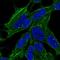 Synaptopodin 2 antibody, HPA068563, Atlas Antibodies, Immunocytochemistry image 
