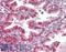 Programmed Cell Death 4 antibody, LS-B12425, Lifespan Biosciences, Immunohistochemistry paraffin image 
