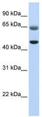 PC-Esterase Domain Containing 1A antibody, TA346640, Origene, Western Blot image 
