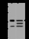 Outer dense fiber protein 2 antibody, 204133-T32, Sino Biological, Western Blot image 