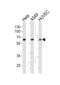 Estrogen-related receptor gamma antibody, 63-257, ProSci, Western Blot image 