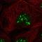 Cell growth-regulating nucleolar protein antibody, NBP1-86827, Novus Biologicals, Immunocytochemistry image 