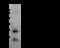 Nurim antibody, 107132-T44, Sino Biological, Western Blot image 