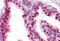 Forkhead Box A2 antibody, MBS242809, MyBioSource, Immunohistochemistry frozen image 