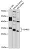 Dehydrogenase/Reductase 3 antibody, 23-007, ProSci, Western Blot image 