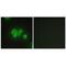 PDZ Domain Containing 2 antibody, PA5-49762, Invitrogen Antibodies, Immunofluorescence image 