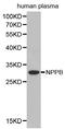 Natriuretic Peptide B antibody, STJ24800, St John
