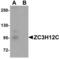 Probable ribonuclease ZC3H12C antibody, LS-B5087, Lifespan Biosciences, Western Blot image 