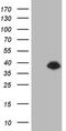 DTW Domain Containing 1 antibody, CF811583, Origene, Western Blot image 