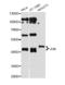 Jun Proto-Oncogene, AP-1 Transcription Factor Subunit antibody, orb129562, Biorbyt, Western Blot image 