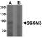 Small G Protein Signaling Modulator 3 antibody, TA319897, Origene, Western Blot image 
