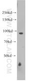 NEDD4-like E3 ubiquitin-protein ligase WWP1 antibody, 13587-1-AP, Proteintech Group, Western Blot image 