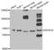 Zinc Finger And BTB Domain Containing 16 antibody, abx004500, Abbexa, Western Blot image 