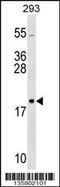 Ribosomal Protein L26 antibody, 58-463, ProSci, Western Blot image 