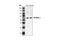 Cyclin Dependent Kinase 16 antibody, 4852S, Cell Signaling Technology, Western Blot image 