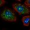 Carcinoembryonic Antigen Related Cell Adhesion Molecule 19 antibody, HPA052865, Atlas Antibodies, Immunocytochemistry image 