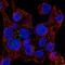 Neurensin 1 antibody, HPA061006, Atlas Antibodies, Immunofluorescence image 