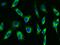 LDL Receptor Related Protein Associated Protein 1 antibody, GTX02014, GeneTex, Immunofluorescence image 