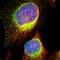 Vesicle-associated membrane protein-associated protein A antibody, HPA009174, Atlas Antibodies, Immunofluorescence image 