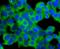 Dynamin 2 antibody, A01629-2, Boster Biological Technology, Immunocytochemistry image 
