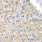 CRK Proto-Oncogene, Adaptor Protein antibody, LS-C348940, Lifespan Biosciences, Immunohistochemistry frozen image 