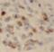 Glutaminase antibody, FNab04518, FineTest, Immunohistochemistry frozen image 