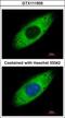 Ribosomal Protein S3A antibody, GTX111935, GeneTex, Immunofluorescence image 