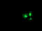 Diacylglycerol Kinase Alpha antibody, TA504006, Origene, Immunofluorescence image 