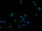 CUB Domain Containing Protein 1 antibody, TA502228, Origene, Immunofluorescence image 