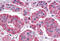 Eukaryotic translation initiation factor 4 gamma 2 antibody, MBS247916, MyBioSource, Immunohistochemistry frozen image 
