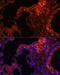 Spectrin alpha chain, erythrocyte antibody, 14-375, ProSci, Immunofluorescence image 