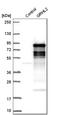 Grainyhead Like Transcription Factor 2 antibody, HPA004820, Atlas Antibodies, Western Blot image 