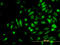 NME/NM23 Nucleoside Diphosphate Kinase 2 antibody, LS-C133349, Lifespan Biosciences, Immunofluorescence image 