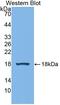 NEU2 antibody, abx101353, Abbexa, Western Blot image 