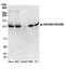 R3H Domain Containing 1 antibody, A304-765A, Bethyl Labs, Western Blot image 
