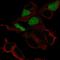 POU domain, class 3, transcription factor 3 antibody, HPA056039, Atlas Antibodies, Immunocytochemistry image 