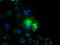 Nucleoside diphosphate kinase, mitochondrial antibody, TA501117, Origene, Immunofluorescence image 