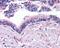 Bone Morphogenetic Protein 5 antibody, 49-649, ProSci, Immunohistochemistry paraffin image 