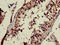 Carbohydrate Sulfotransferase 9 antibody, orb400664, Biorbyt, Immunohistochemistry paraffin image 