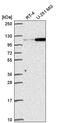 Gem Nuclear Organelle Associated Protein 4 antibody, PA5-66789, Invitrogen Antibodies, Western Blot image 