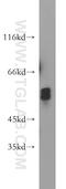 Glial Cells Missing Transcription Factor 2 antibody, 21088-1-AP, Proteintech Group, Western Blot image 