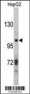 Inter-alpha-trypsin inhibitor heavy chain H2 antibody, MBS9210660, MyBioSource, Western Blot image 
